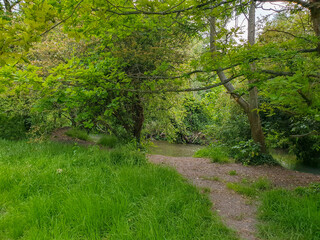 A soily path in a forest with water and trees