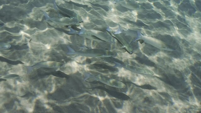 Top view of shoal Mullet fish swim above sandy bottom in sunrays, Slow motion. School of Striped Mullet (Mugil cephalus) floating above the sand seabed in sun beams on a bright sunny day