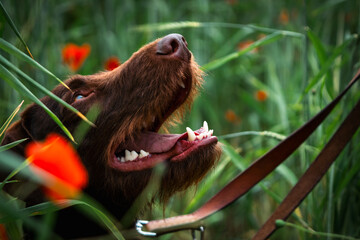 Deutsch Drahthaar Im Mohnfeld