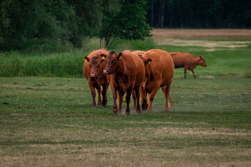 Rinder auf Feld