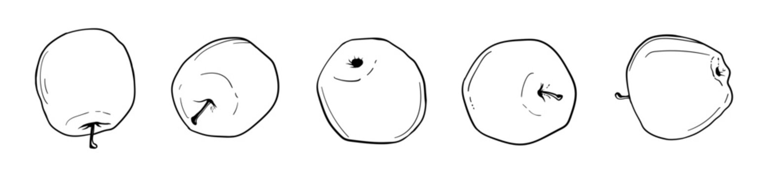 Apples in the row. Contour drawing set. Scetch vector illustration.