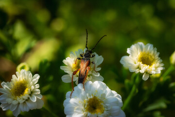 Obraz premium longhorn beetle