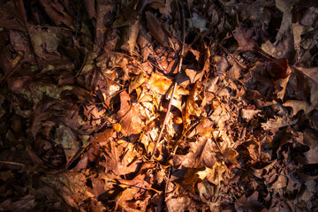 Dry dead leaves on the ground. Autumn background texture