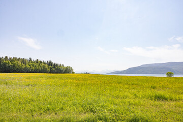 Yellow meadows in Ursfjorden on a beautiful summer day, Helgeland, Nordland county, Norway
