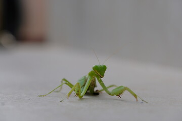 Green insect about to fly 