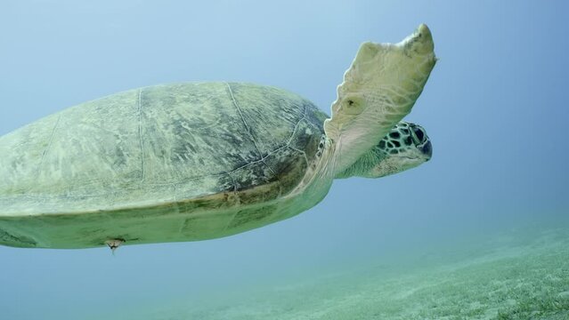 Sea Turtle with bite marks on fins swims in blue water, Slow motion. Close-up of Great Green Sea Turtle (Chelonia mydas) with its front flippers bitten off by shark swim over seabed