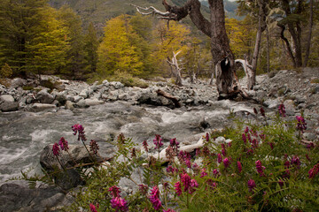 Mountain stream with flowers, Rio Negro province - Argentina