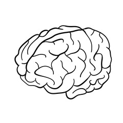 human brain illustration