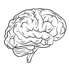 brain image for science and study