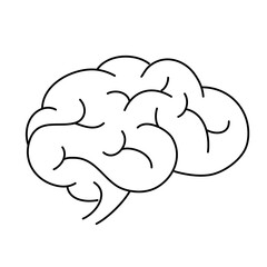 brain image for science and study