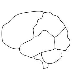 brain image for science and study