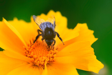 Black bumble bee sitting on flower