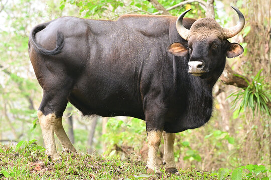 The gaur (, Bos gaurus), also called Indian bison, is the largest extant bovine, native to South Asia and Southeast Asia