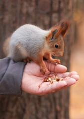 Feeding animals. A red squirrel eats nuts from the hands of a man . A man feeds an animal. Soft focus