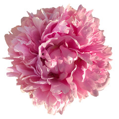 pink peony flower