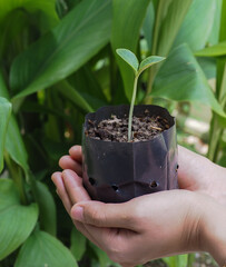 seedlings in hand prepared for planting