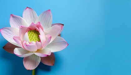 pink water lilly on blue background