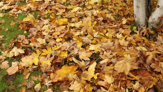The wind is driving heaps of autumn leaves across the ground.