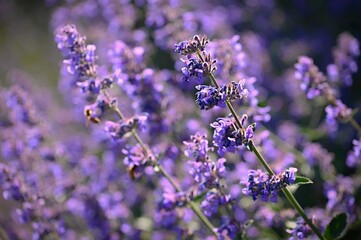 Lavender  (Lavandula). Beautiful blooming purple flower - medicinal plant. Natural colorful background.
