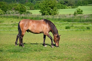 A beautiful horse in a paddock on a pasture. Nature background with animals on a sunny summer day.