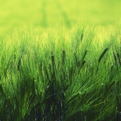 Beautiful fresh green grain on the field. Natural colorful background in summer sunny day.