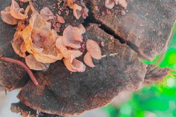 mushrooms in the woods