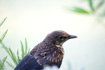 Black bird juvenile close up white background