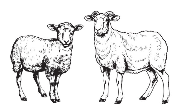 Ram and sheep hand drawn sketch illustration