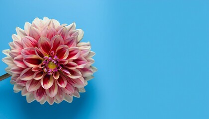 flower top view on blue background
