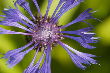 Obraz premium Mountain cornflower (mountain cornflower) flower on a green background