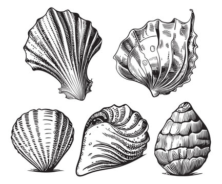 Seashell collection hand drawn sketch illustration Sea animals