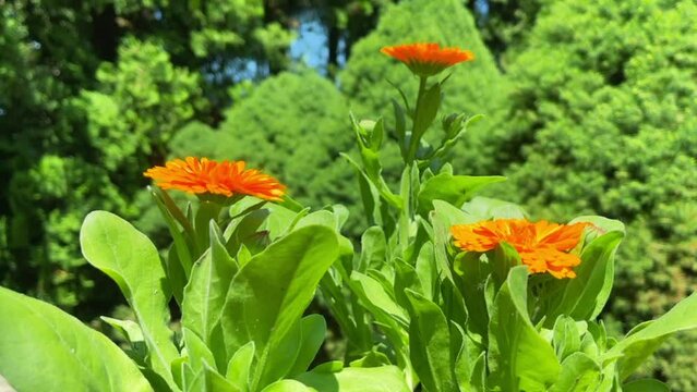 Flowering calendula on a summer sunny day, medicinal plant.