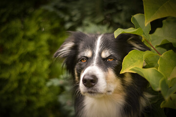 Autumn portrait of border collie in leaves. He is so cute in the leaves. He has so lovely face.