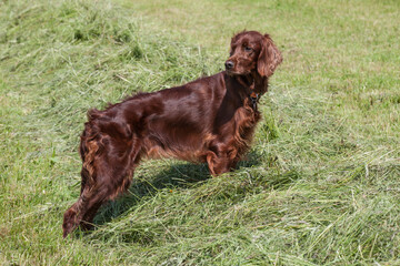 The Irish Setter, atop a haystack, stands watchfully, ready to hunt.