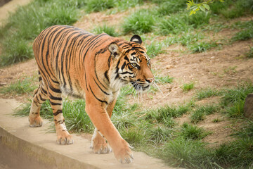 Fototapeta na wymiar Asian tiger is going in zoo habitat. He is waiting for animal caretaker.