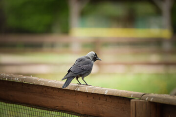 Bird is sitting on the bench in the zoo. A bird in a pond.