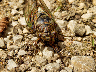 Male European Cicada (Lyristes plebejus) found in the Dordogne, France. This is the largest cicada...