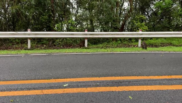 Wild monkeys on the side of mountain highway picking fruits thrown out from car window.