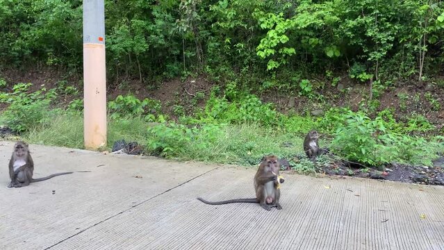 Wild monkeys on the side of mountain highway picking fruits thrown out from car window.