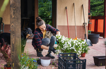 Woman transplanting blooming petunia flowers in pots on the terrace in the company of her pets dog...