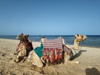 Fototapeta premium domestic saddled camel (dromedar) on the beach
