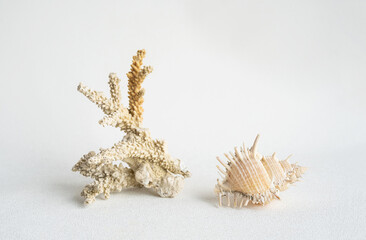 Fototapeta na wymiar Seashells aesthetic. Coral and sea shell minimalistic still life.