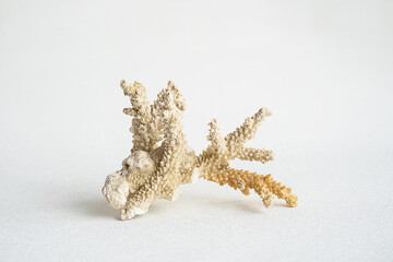 Coral aesthetic. Minimalistic still life of coral.