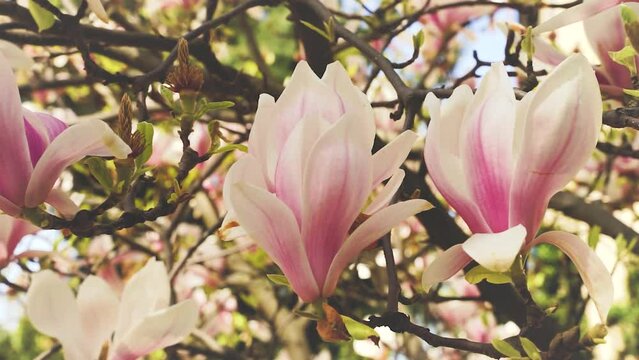 Kwitnące drzewo magnolia, piękne duże r&oacute;żowe kwiaty kołyszące się na wietrze, zbliżenie.