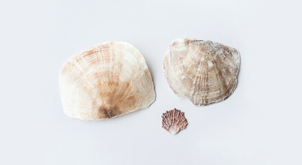 Seashells aesthetic. Minimalistic still life of sea shells.