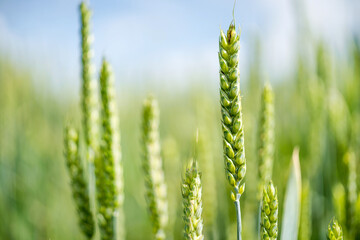 Ears of green wheat in the wheat field - 614214261