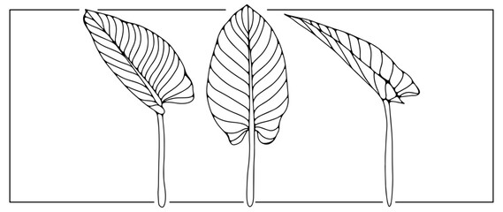 Black and white illustration with three large leaves. Tropical picture for coloring books, decor, wallpapers, covers, postcards and presentations