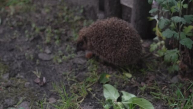 Young hedgehog walks near the fence on the grass, then looks into the camera and runs away, moving out of focus. Wild nocturnal animal went hunting in search of food. Nature video footage in 4k 25FPS