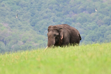 Naklejka na ściany i meble The Asian elephant is the largest land mammal on the Asian continent. They inhabit dry to wet forest and grassland habitats in countries spanning South and Southeast Asia.