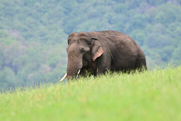 Obraz premium The Asian elephant is the largest land mammal on the Asian continent. They inhabit dry to wet forest and grassland habitats in countries spanning South and Southeast Asia.